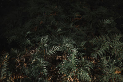 Close-up of plants at night