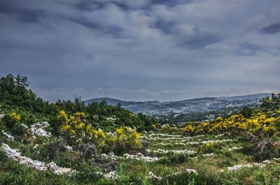 Scenic view of landscape against cloudy sky