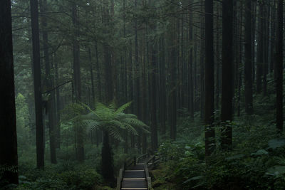 Trees growing in forest