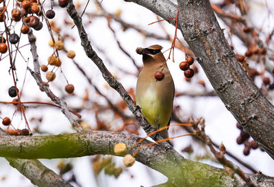 Bird perching on tree