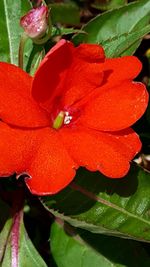 Close-up of water drops on red flower