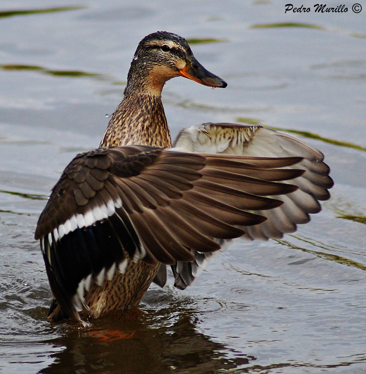 bird, animals in the wild, animal themes, water, animal wildlife, nature, lake, waterfront, water bird, one animal, no people, spread wings, swimming, outdoors, day, greylag goose