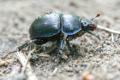 Close-up of plant against blurred background