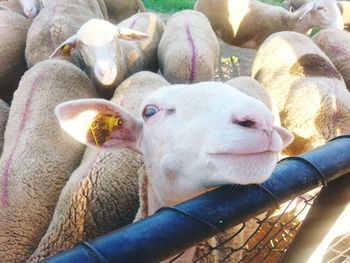 Close-up of sheep