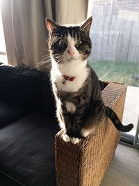 Close-up of cat sitting on sofa at home