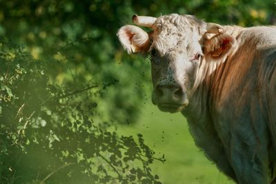 Portrait of cow by plant