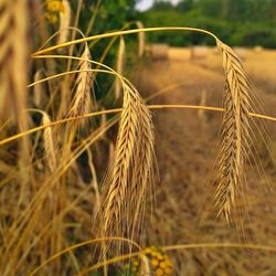 Close-up of wheat growing on field