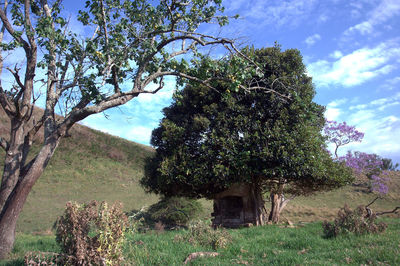 Trees on field against sky