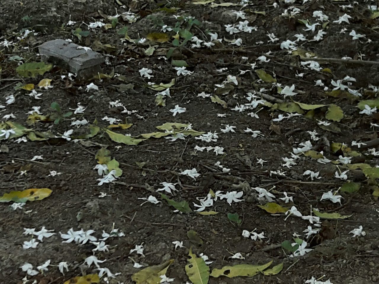 leaf, high angle view, nature, field, growth, day, plant, outdoors, white color, no people, abundance, beauty in nature, fragility, season, fallen, leaves, green color, tranquility, ground, flower