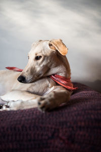 Close-up of dog sitting at home