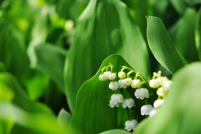 Close-up of white flowers