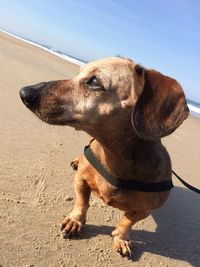 Close-up of a dog on the beach