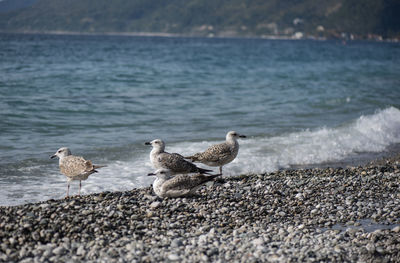 Seagulls on beach