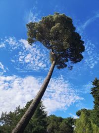 Low angle view of trees against sky