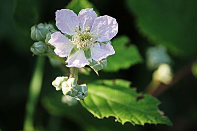 Close-up of flowers