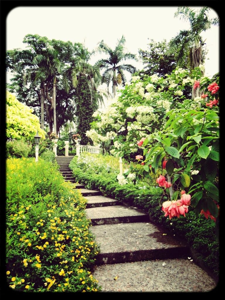 flower, growth, transfer print, plant, tree, green color, auto post production filter, nature, freshness, formal garden, beauty in nature, park - man made space, steps, garden, day, green, leaf, potted plant, outdoors, sunlight