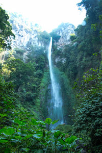 Scenic view of waterfall in forest