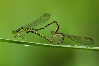 Close-up of dragonfly on leaf