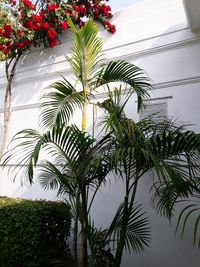 Low angle view of palm tree against sky