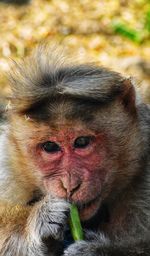 Close-up portrait of a monkey