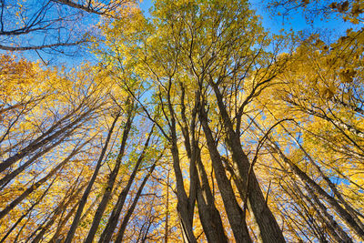 Low angle view of trees during autumn