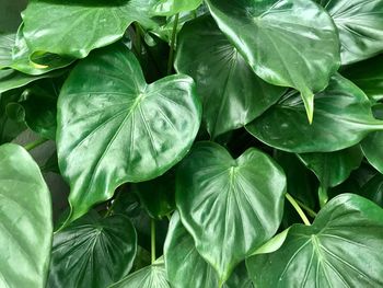 Close-up of fresh green plant