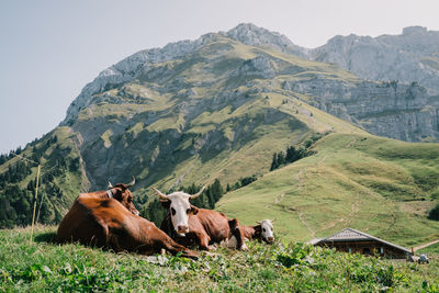 Cows on field by mountains against clear sky