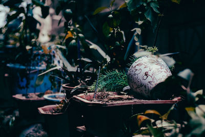 Close-up of plant