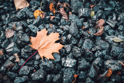 Close-up of autumn leaf