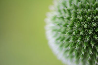 Close-up of flower