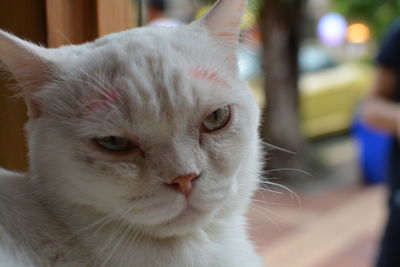 Close-up portrait of cat