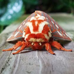 Close-up of insect