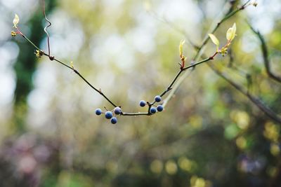 Close-up of berries growing on tree