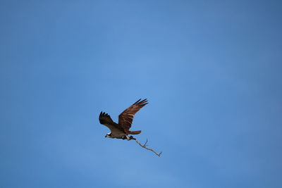 Low angle view of eagle flying against clear blue sky