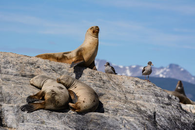 Birds on rock against sky