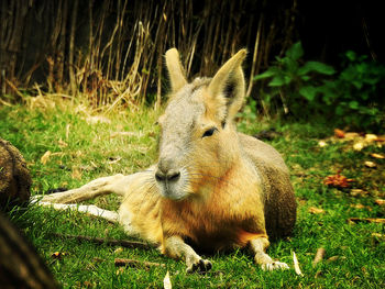 Close-up of mara sitting on grassy field