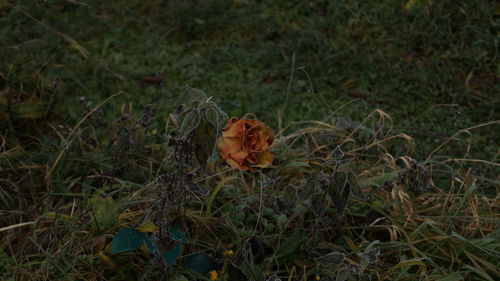 Close-up of flower growing in field