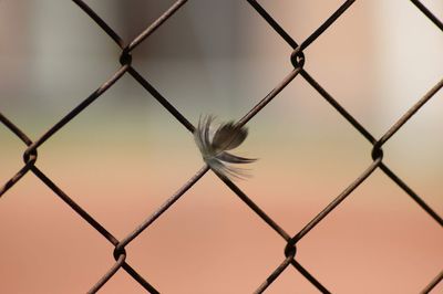 Close-up of chainlink fence at sunset