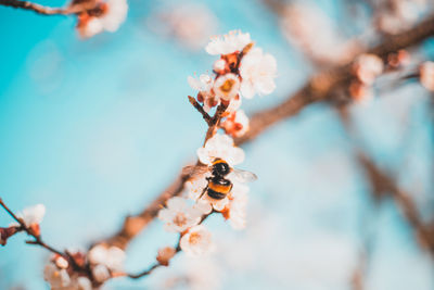 Close-up of insect on flowering plant