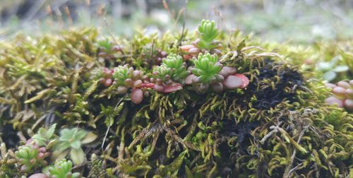 Close-up of plant