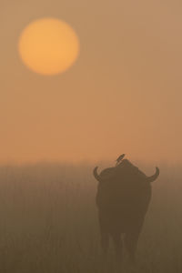 Bird on cape buffalo walking towards sunrise