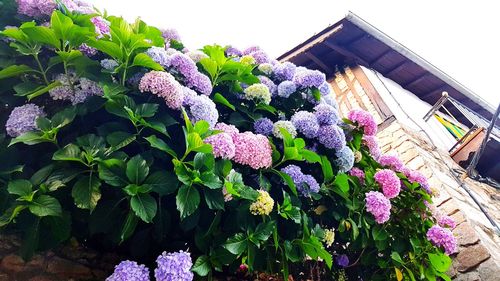 Low angle view of flowers blooming outdoors