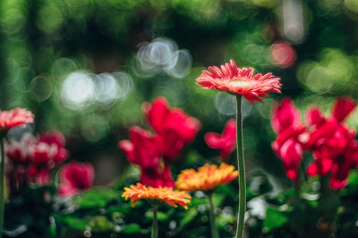 Close-up of red flowering plants