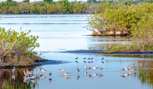 View of ducks swimming in lake