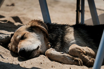 High angle view of dog sleeping