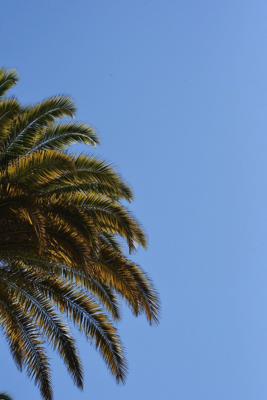 LOW ANGLE VIEW OF COCONUT PALM TREE AGAINST BLUE SKY