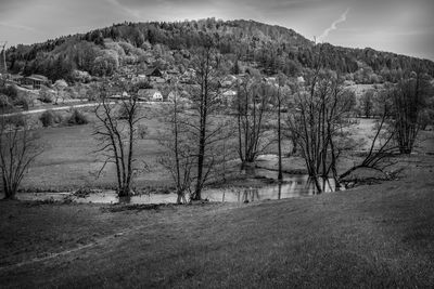 Bare trees on field against sky