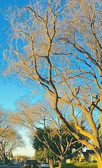 Bare trees against blue sky