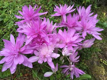 Close-up of purple flowers blooming outdoors