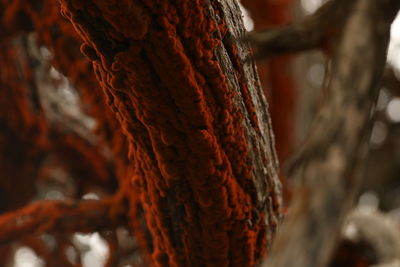 Close-up of tree trunk with moss